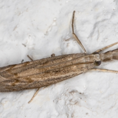 Culladia cuneiferellus (Crambinae moth) at Melba, ACT - 28 Oct 2021 by kasiaaus