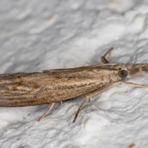 Culladia cuneiferellus at Melba, ACT - 29 Oct 2021 12:01 AM