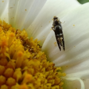 Glyphipterix phosphora at McKellar, ACT - suppressed