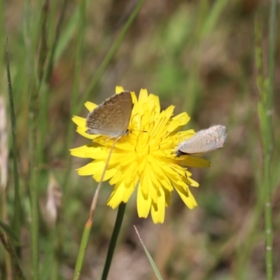 Zizina otis (Common Grass-Blue) at Cotter River, ACT - 2 Jan 2022 by Tammy