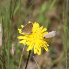 Zizina otis (Common Grass-Blue) at Cotter River, ACT - 1 Jan 2022 by Tammy