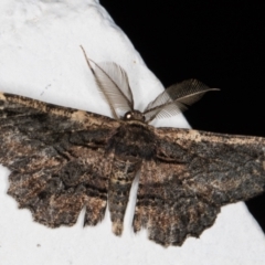 Pholodes sinistraria (Sinister or Frilled Bark Moth) at Melba, ACT - 29 Oct 2021 by kasiaaus