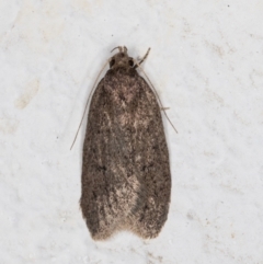 Oecophoridae (family) (Unidentified Oecophorid concealer moth) at Melba, ACT - 29 Oct 2021 by kasiaaus