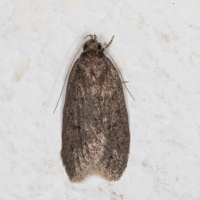 Oecophoridae (family) (Unidentified Oecophorid concealer moth) at Melba, ACT - 29 Oct 2021 by kasiaaus