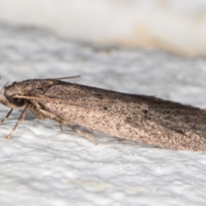 Oecophoridae (family) at Melba, ACT - 29 Oct 2021