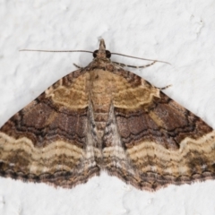 Epyaxa subidaria (Subidaria Moth) at Melba, ACT - 31 Oct 2021 by kasiaaus