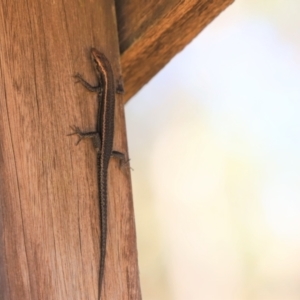 Pseudemoia spenceri at Brindabella, NSW - 2 Jan 2022