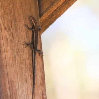 Pseudemoia spenceri (Spencer's Skink) at Bimberi Nature Reserve - 1 Jan 2022 by Tammy