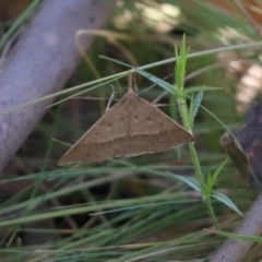 Epidesmia hypenaria (Long-nosed Epidesmia) at Brindabella, NSW - 2 Jan 2022 by Tammy