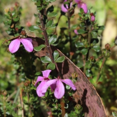 Tetratheca bauerifolia (Heath Pink-bells) at Cotter River, ACT - 2 Jan 2022 by Tammy