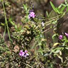 Glycine clandestina (Twining Glycine) at Namadgi National Park - 2 Jan 2022 by Tammy