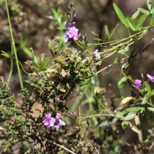 Glycine clandestina at Namadgi National Park - 2 Jan 2022 10:16 AM