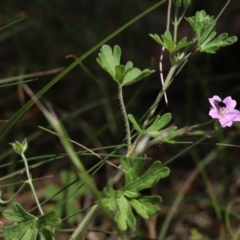 Geranium solanderi var. solanderi (Native Geranium) at Cotter River, ACT - 1 Jan 2022 by Tammy