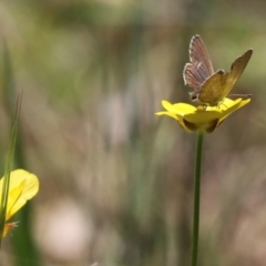 Zizina otis (Common Grass-Blue) at Cotter River, ACT - 2 Jan 2022 by Tammy