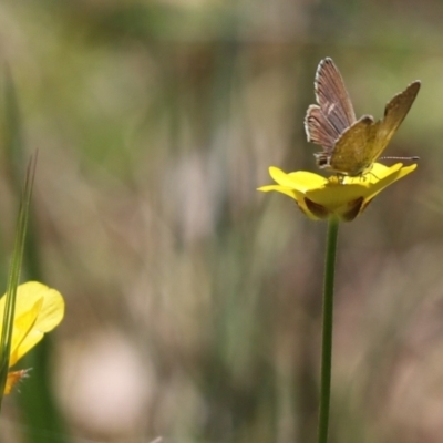 Zizina otis (Common Grass-Blue) at Cotter River, ACT - 1 Jan 2022 by Tammy