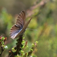 Zizina otis (Common Grass-Blue) at Cotter River, ACT - 1 Jan 2022 by Tammy