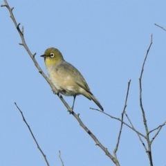 Zosterops lateralis (Silvereye) at Burradoo - 2 Jan 2022 by GlossyGal