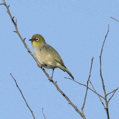 Zosterops lateralis (Silvereye) at Wingecarribee Local Government Area - 2 Jan 2022 by GlossyGal
