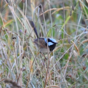 Malurus cyaneus at Burradoo, NSW - 3 Jan 2022 06:57 AM