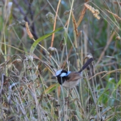 Malurus cyaneus at Burradoo, NSW - 3 Jan 2022 06:57 AM