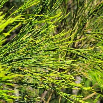 Exocarpos cupressiformis (Cherry Ballart) at Sherwood Forest - 2 Jan 2022 by tpreston