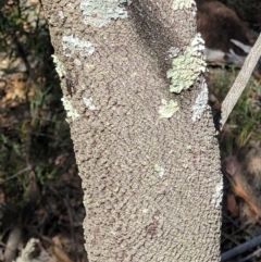 Exocarpos cupressiformis at Coree, ACT - 3 Jan 2022 10:32 AM