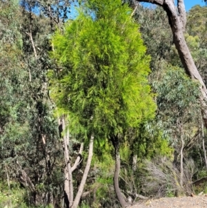 Exocarpos cupressiformis at Coree, ACT - 3 Jan 2022 10:32 AM