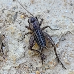 Bobilla sp. (genus) (A Small field cricket) at Coree, ACT - 2 Jan 2022 by tpreston