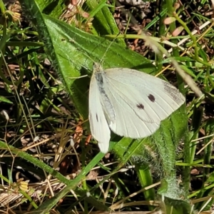 Pieris rapae at Coree, ACT - 3 Jan 2022 10:02 AM