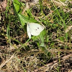 Pieris rapae at Coree, ACT - 3 Jan 2022 10:02 AM