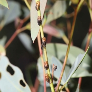 Eurymeloides bicincta at Acton, ACT - 31 Dec 2021