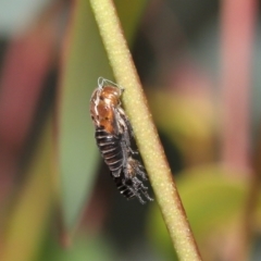 Eurymeloides bicincta at Acton, ACT - 31 Dec 2021