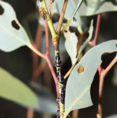 Eurymeloides bicincta at Acton, ACT - 31 Dec 2021