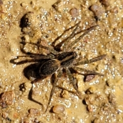 Dolomedes (genus) (Fishing spider) at Coree, ACT - 3 Jan 2022 by trevorpreston