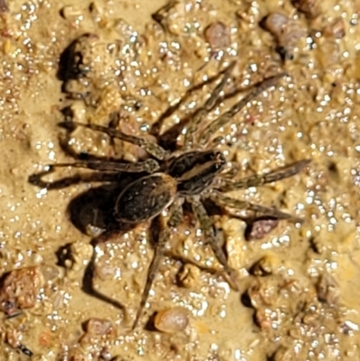 Dolomedes (genus) (Fishing spider) at Coree, ACT - 3 Jan 2022 by trevorpreston