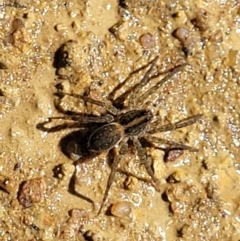 Dolomedes sp. (genus) at Coree, ACT - 3 Jan 2022 09:51 AM