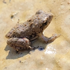 Crinia sp. (genus) (A froglet) at Sherwood Forest - 2 Jan 2022 by trevorpreston