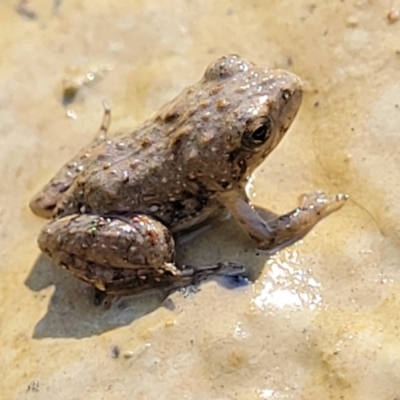 Crinia sp. (genus) (A froglet) at Coree, ACT - 3 Jan 2022 by trevorpreston