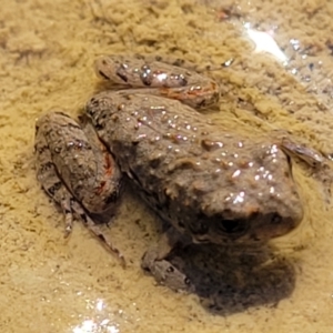 Crinia sp. (genus) at Coree, ACT - 3 Jan 2022