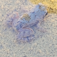 Crinia sp. (genus) at Coree, ACT - 3 Jan 2022