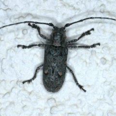 Rhytiphora nodosa (A longhorn or longicorn beetle) at Ainslie, ACT - 24 Dec 2021 by jbromilow50