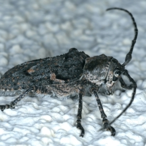 Rhytiphora nodosa at Ainslie, ACT - 24 Dec 2021 10:36 PM