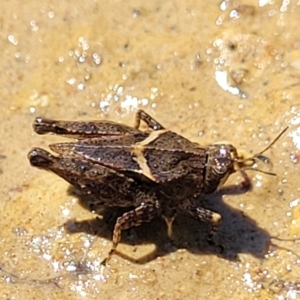 Tetrigidae (family) at Coree, ACT - 3 Jan 2022 09:47 AM