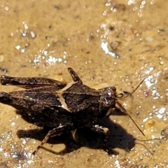 Tetrigidae (family) at Coree, ACT - 3 Jan 2022 09:47 AM