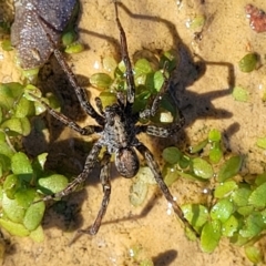 Dolomedes sp. (genus) (Fishing spider) at Coree, ACT - 2 Jan 2022 by tpreston