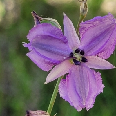 Arthropodium fimbriatum (Nodding Chocolate Lily) at Coree, ACT - 2 Jan 2022 by tpreston