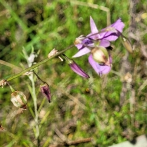 Arthropodium fimbriatum at Coree, ACT - 3 Jan 2022