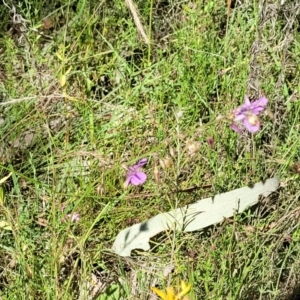 Arthropodium fimbriatum at Coree, ACT - 3 Jan 2022