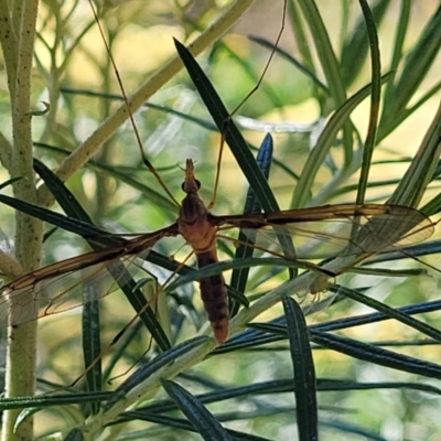 Leptotarsus (Leptotarsus) sp.(genus) (A Crane Fly) at Coree, ACT - 3 Jan 2022 by trevorpreston