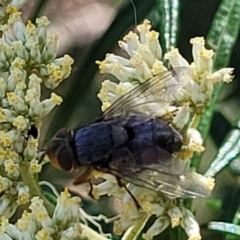 Calliphoridae (family) (Unidentified blowfly) at Coree, ACT - 2 Jan 2022 by tpreston
